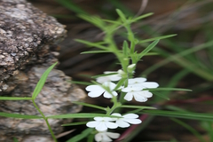 Striga densiflora